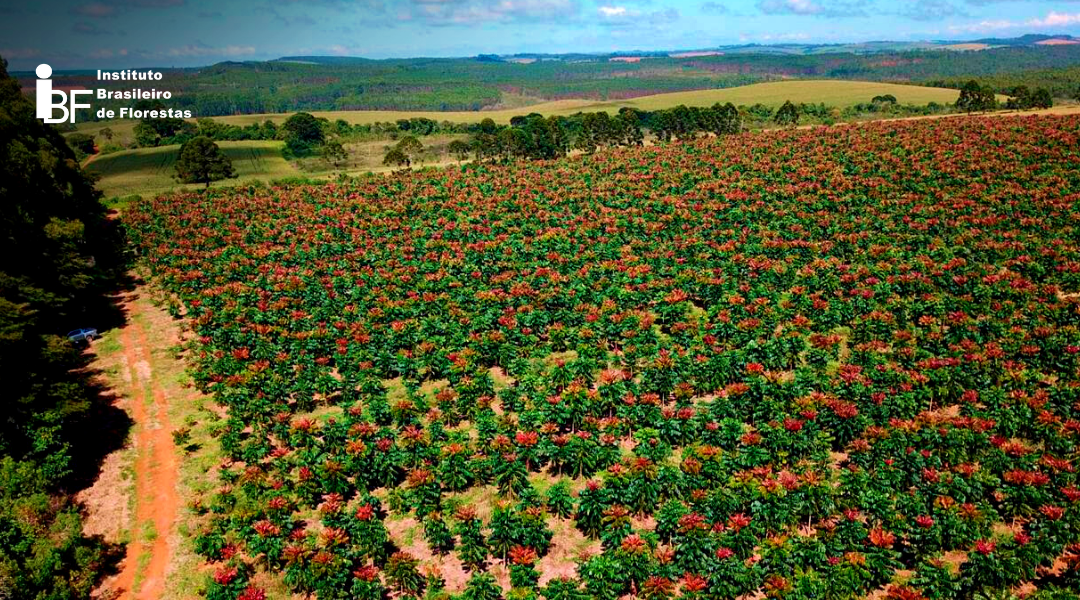 Por que realizar a plantação de Mogno Africano em Minas Gerais?