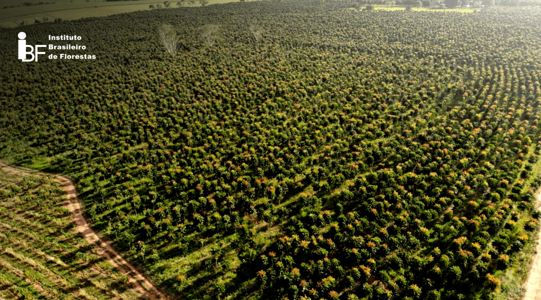 Florestas com propósito: sustentabilidade, lucratividade e responsabilidade ambiental