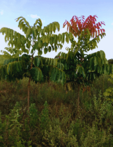 plantio-de-mogno-africano-com-preseca-ervas-daninha