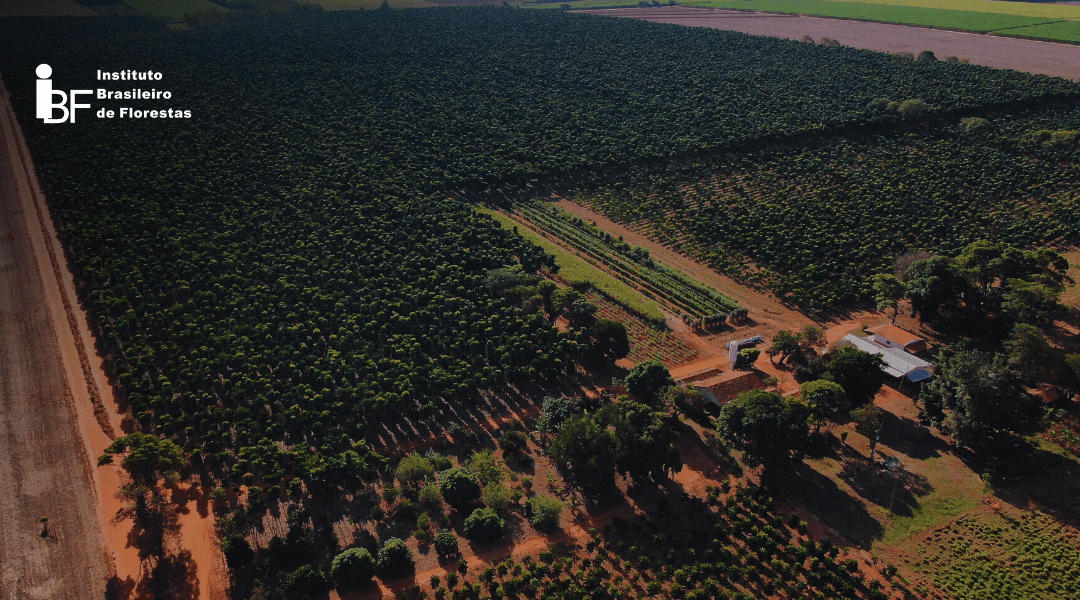 Ativos Florestais: investimento em Mogno Africano no Polo Florestal