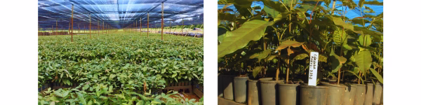 mudas-de-mogno-africano-ibf