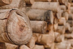 madeira-prematura-recem-extraida-da-floresta