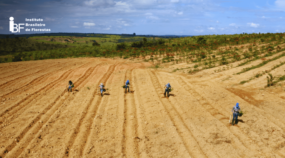 desafios-de-plantar-o-mogno-africano-sozinho