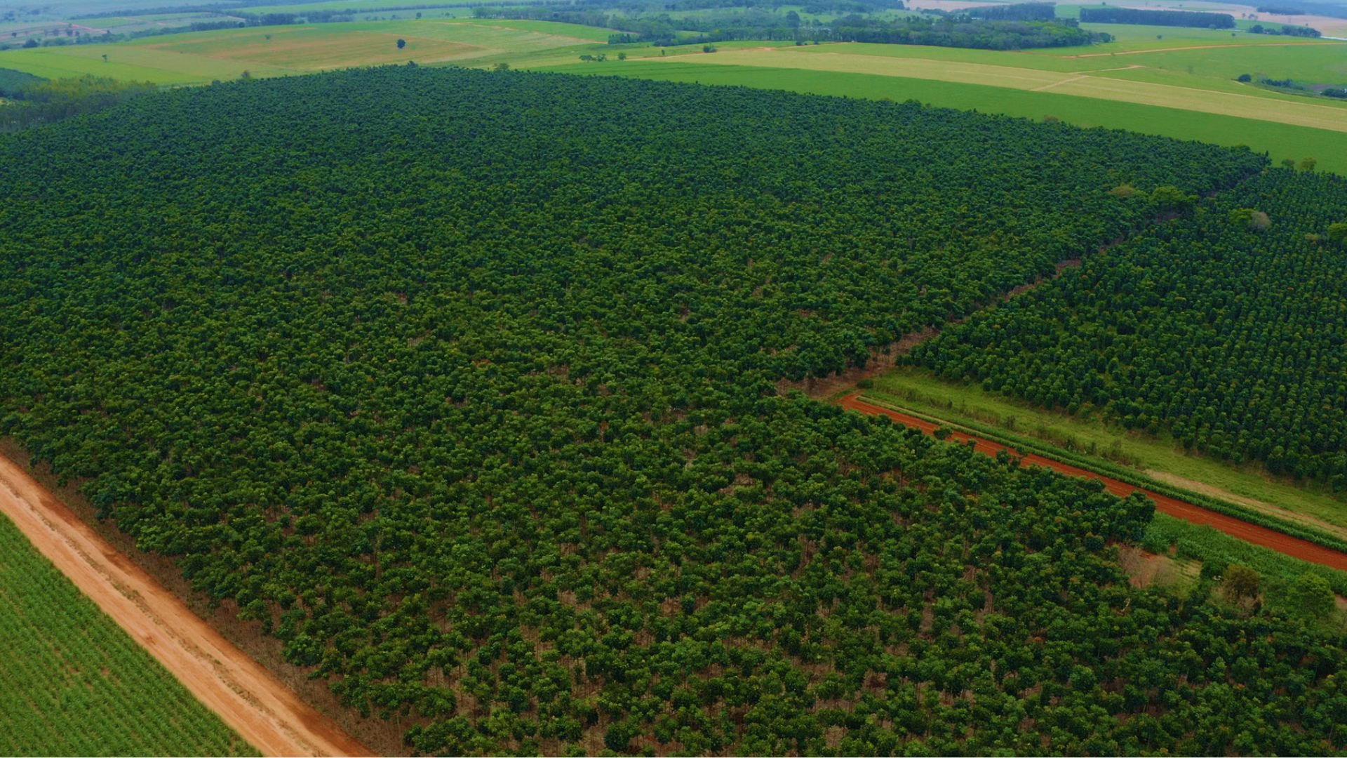 floresta-de-mogno-africano-polo-florestal-ibflorestas floresta-de-mogno-africano-polo-florestal-ibflorestas