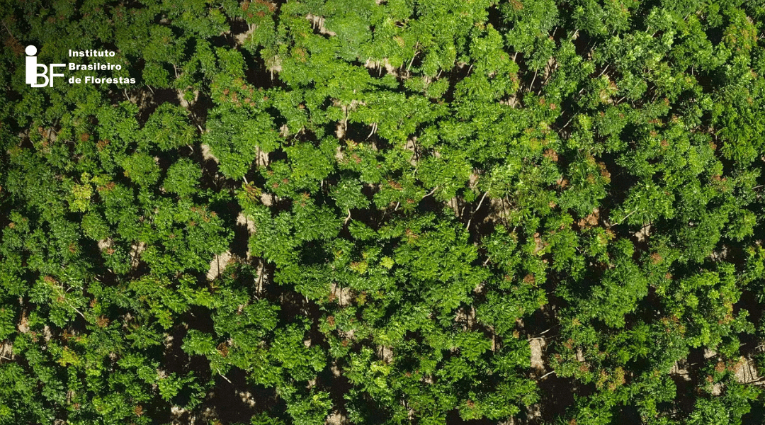 Queda na Taxa Selic: investir em florestas é alternativa para valorizar o capital e rentabilizar a longo prazo