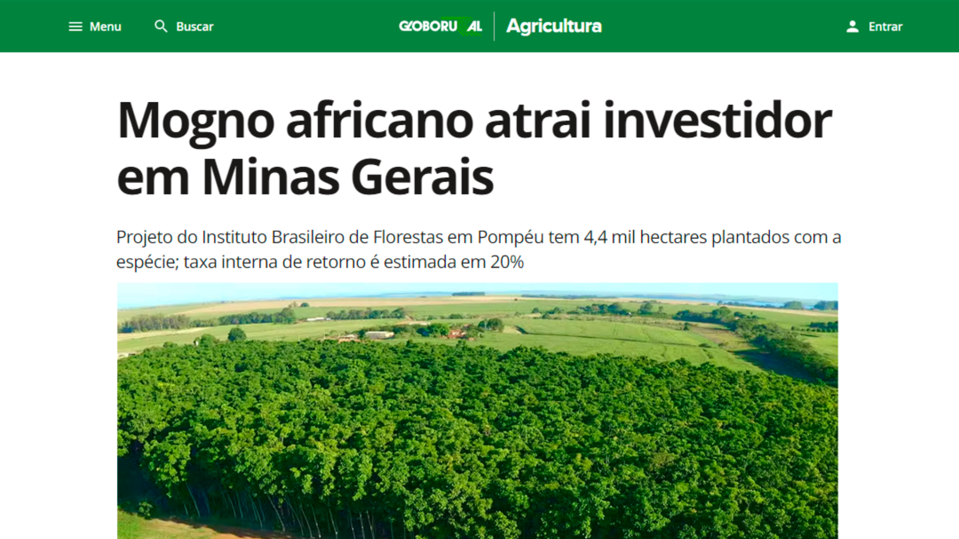 mogno-africano-atrai-investidores-em-mg