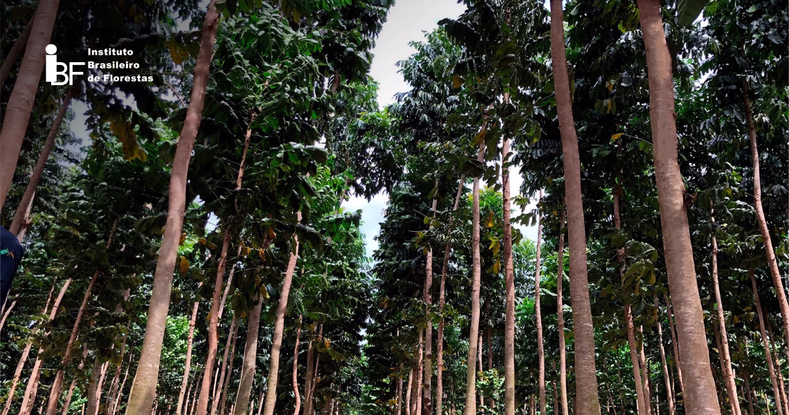 hedge-cambial hedge-cambial