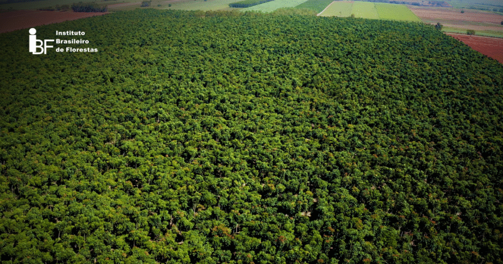 valor-da-producao-florestal-980x516 (1)